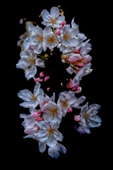桜飾り