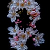 桜飾り