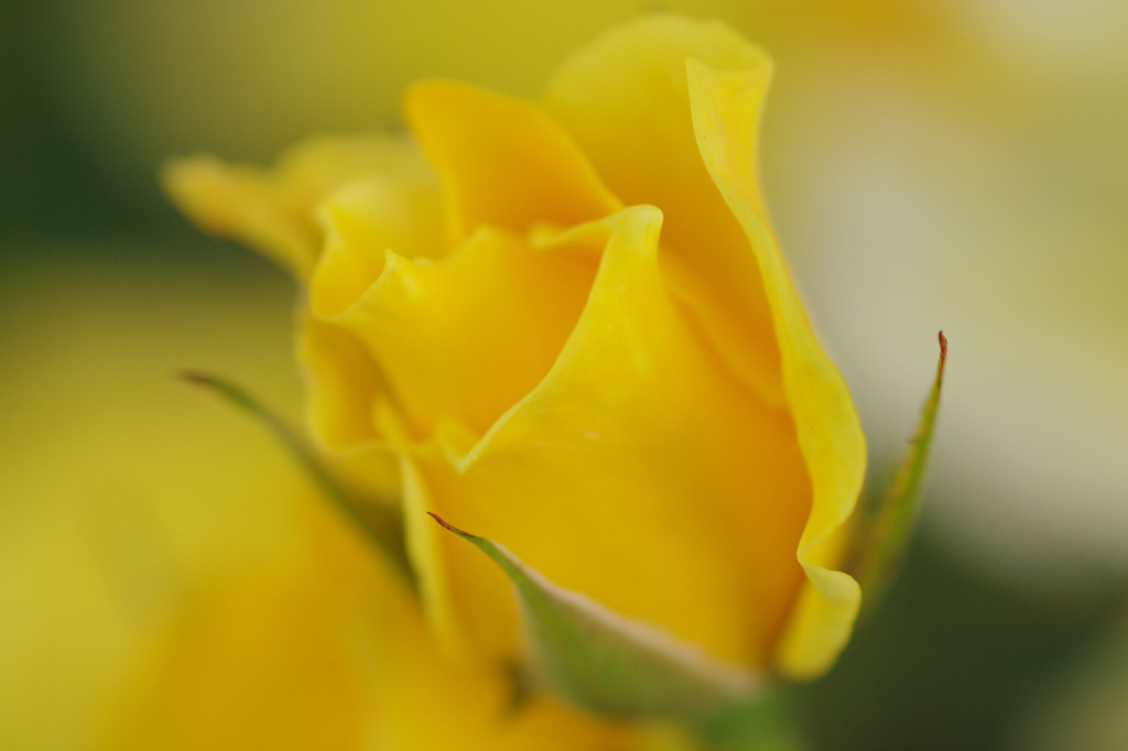 yellowrose