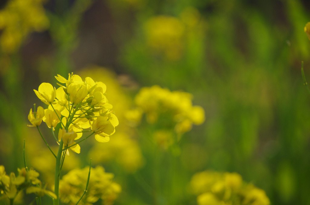 菜の花