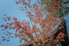 冬の紅葉