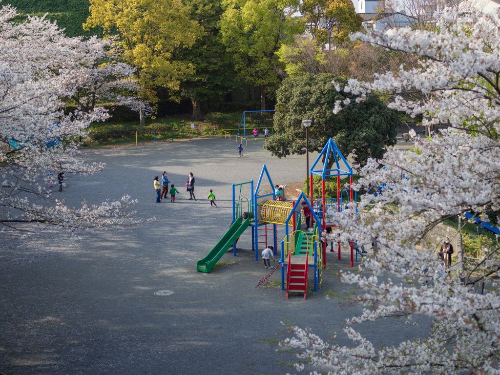 Sakura