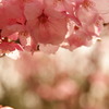 春up