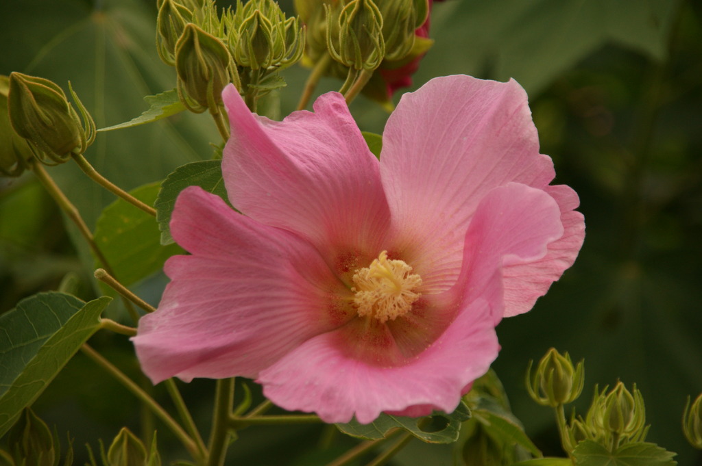 よく見る花？