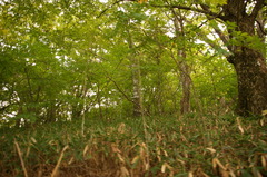 南国のブナの森