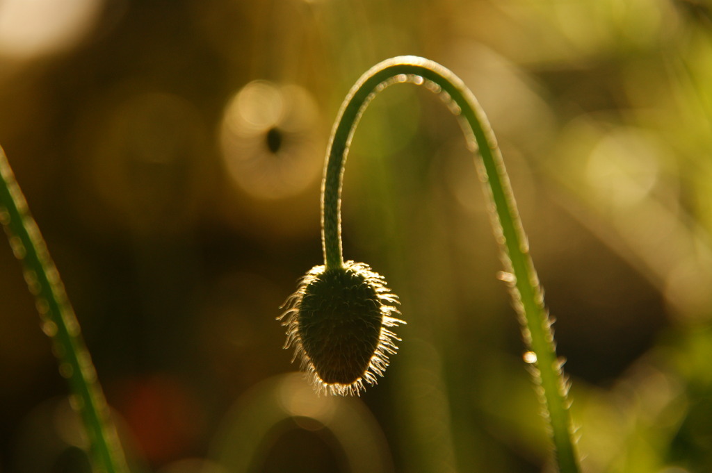 蕾　　　雛罌粟