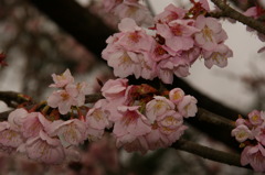 ちょい　夜桜ぎみ