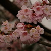 ちょい　夜桜ぎみ