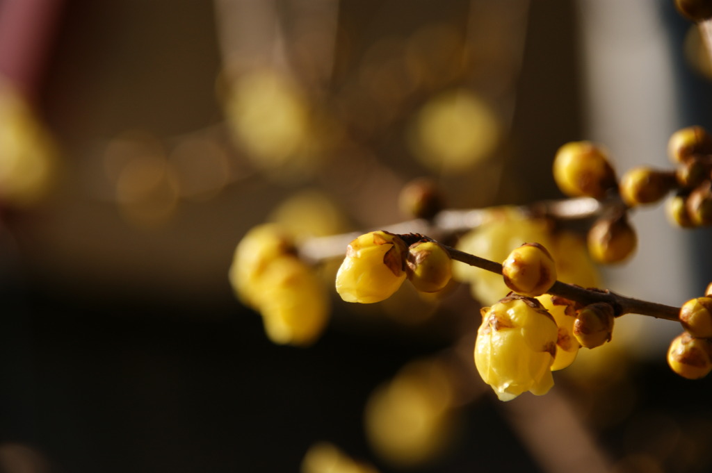 芳しき花