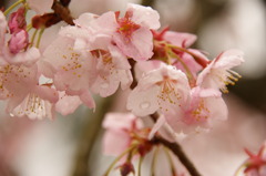 雫桜