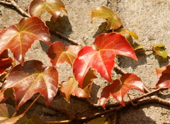 蔦の葉　　紅色に