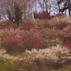 紅梅と菜の花