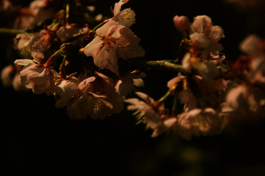 月夜桜