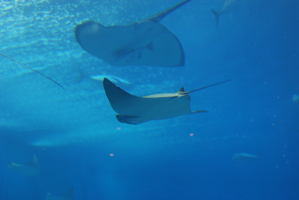 美ら海水族館