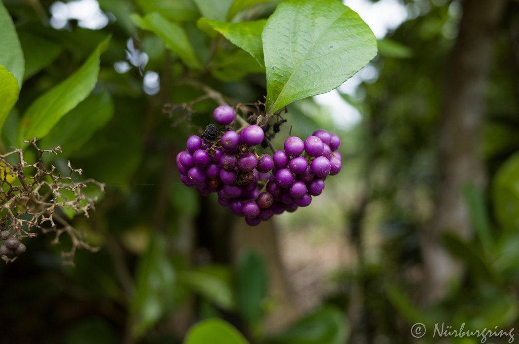 Real purple