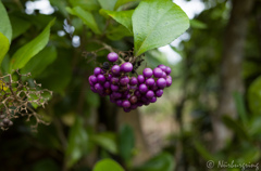 Real purple