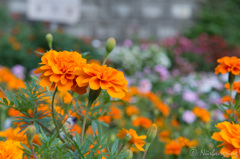 Orange flower