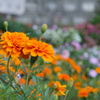 Orange flower