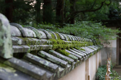 Green of life