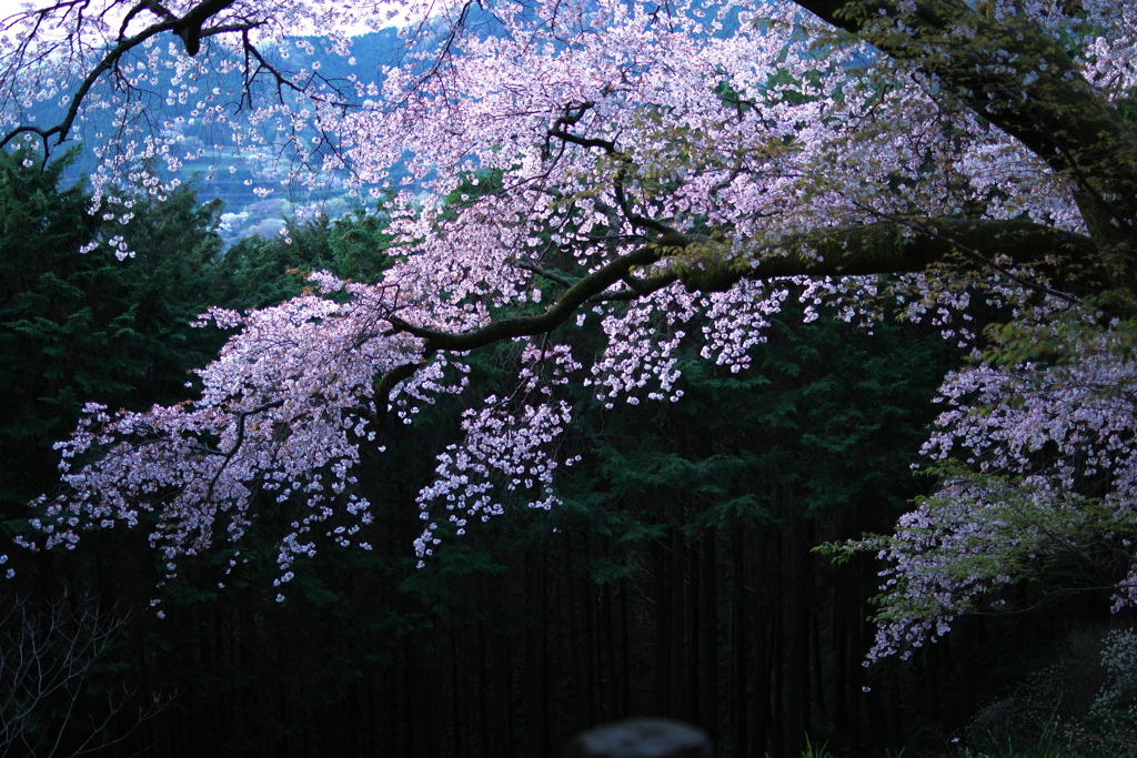 伊勢原大山の麓に