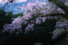 伊勢原大山の麓に