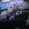 伊勢原大山の麓に