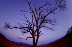 大地に根を張り幾星霜