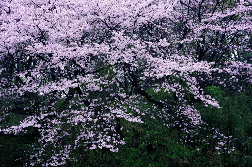 静寂に咲く