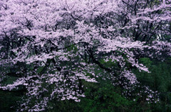 静寂に咲く