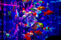 Art Aquarium