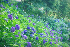 満天の紫陽花