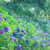 満天の紫陽花