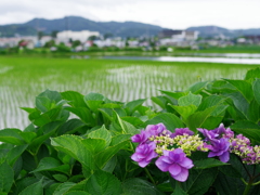 開成町あじさい