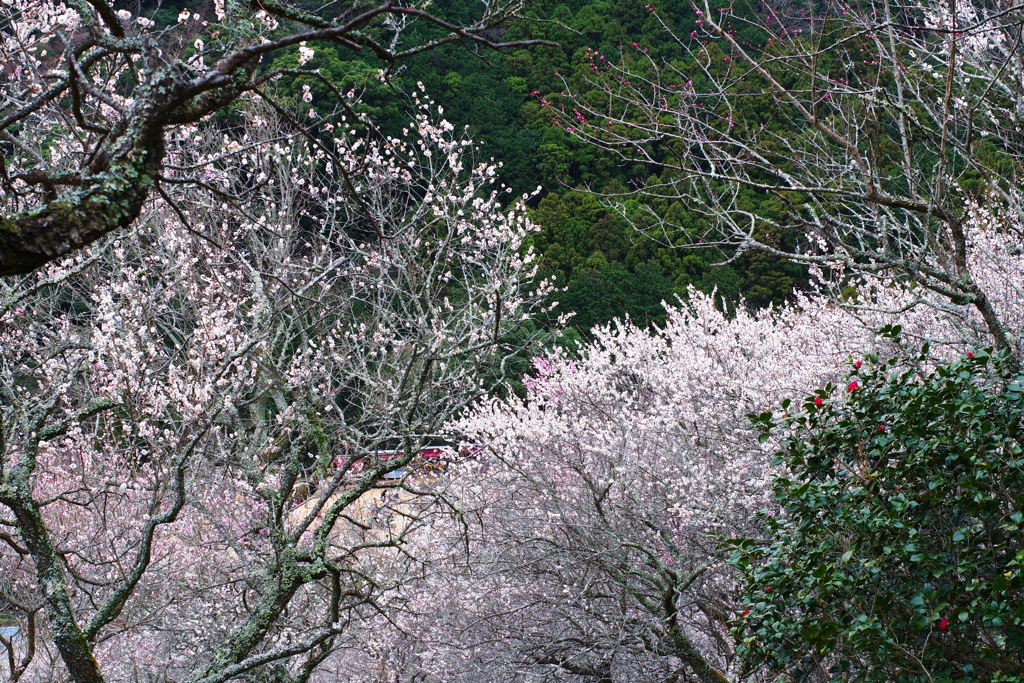 湯河原梅林　梅の宴