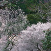 湯河原梅林　梅の宴