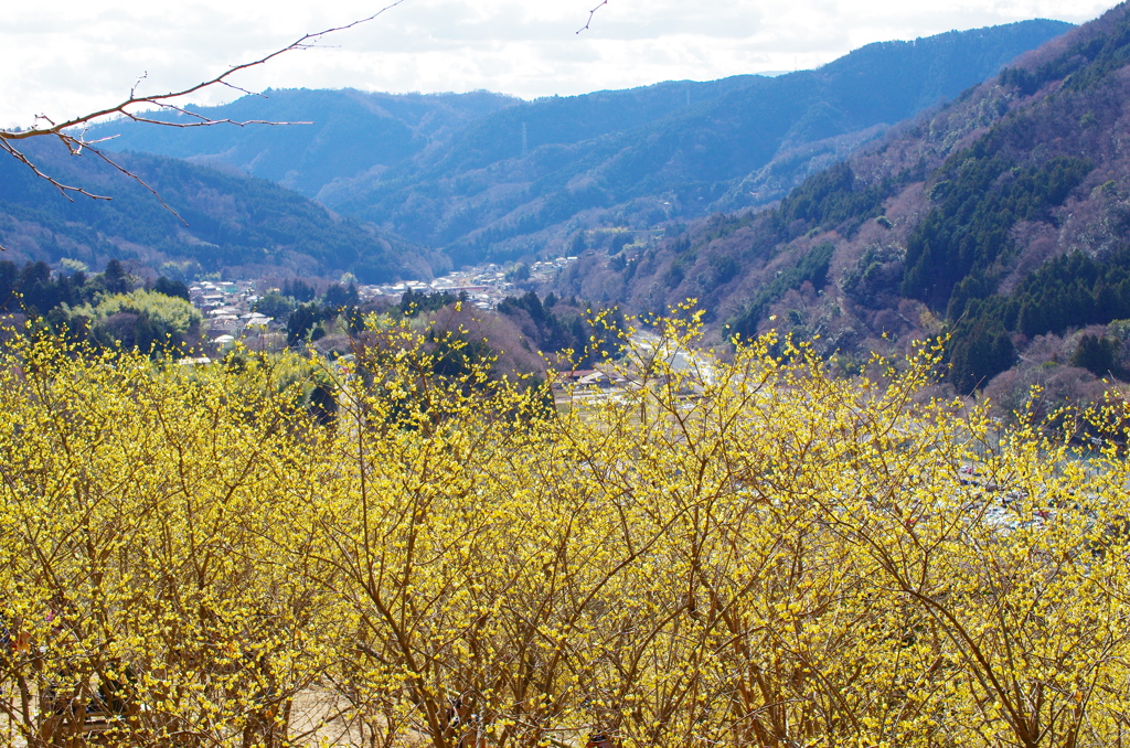 里山の蝋梅