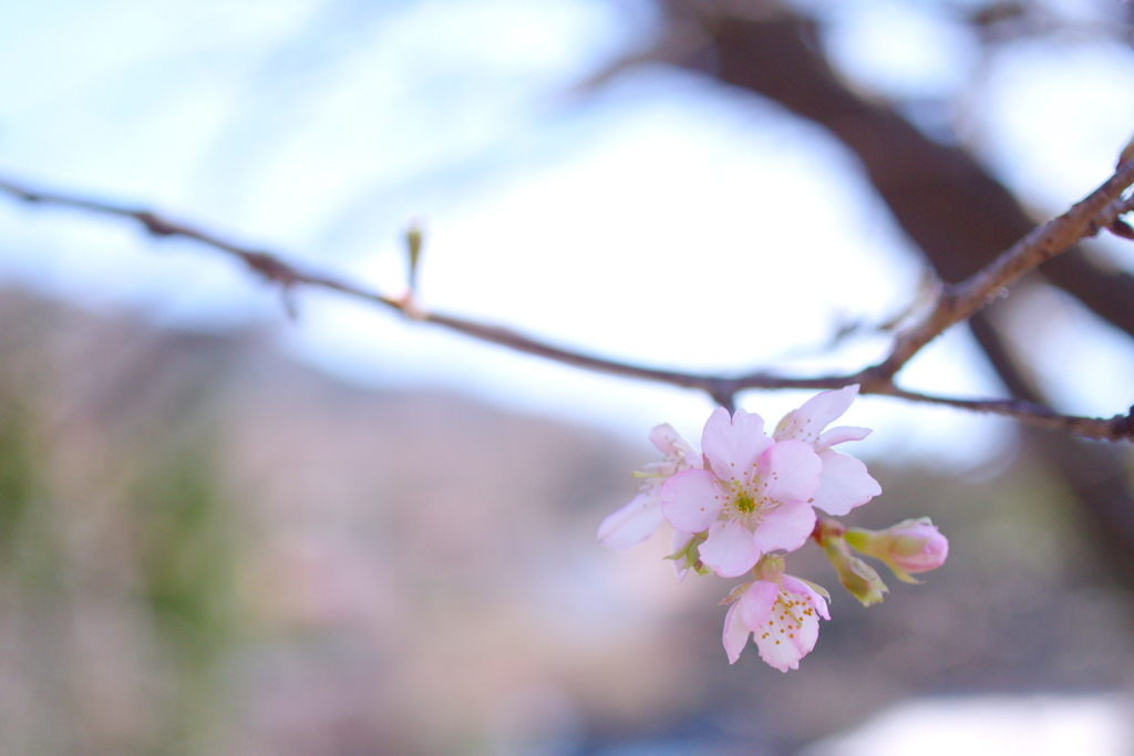 桜一輪