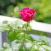 バラが咲いた