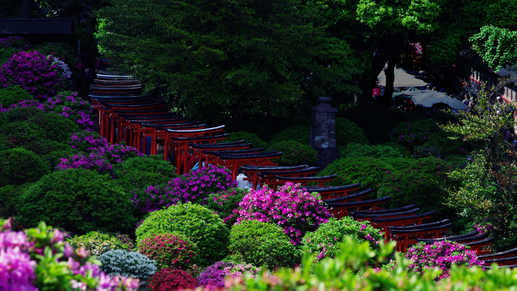 鳥居をくぐるとそこは・・・
