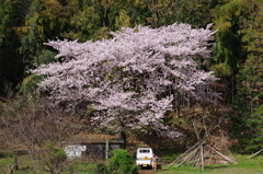 里山の春