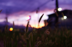 夕暮れ