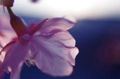 蕾は花に