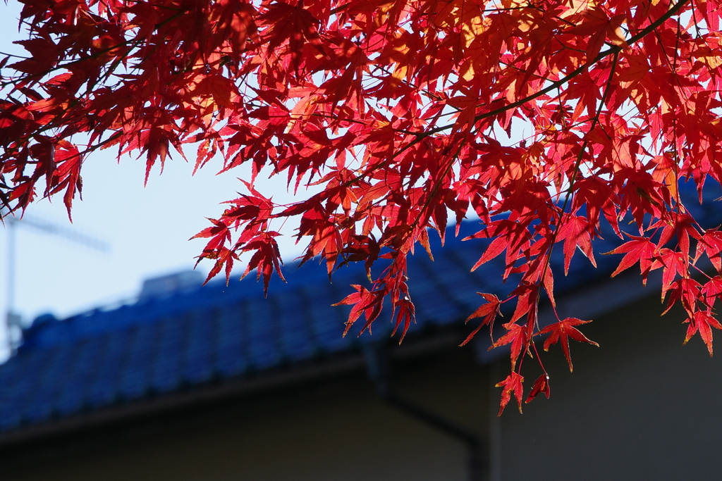 近所の秋