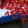 近所の秋