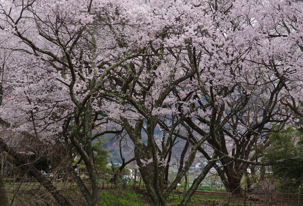 里の桜