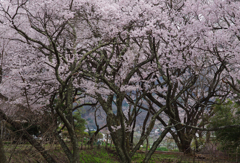 里の桜