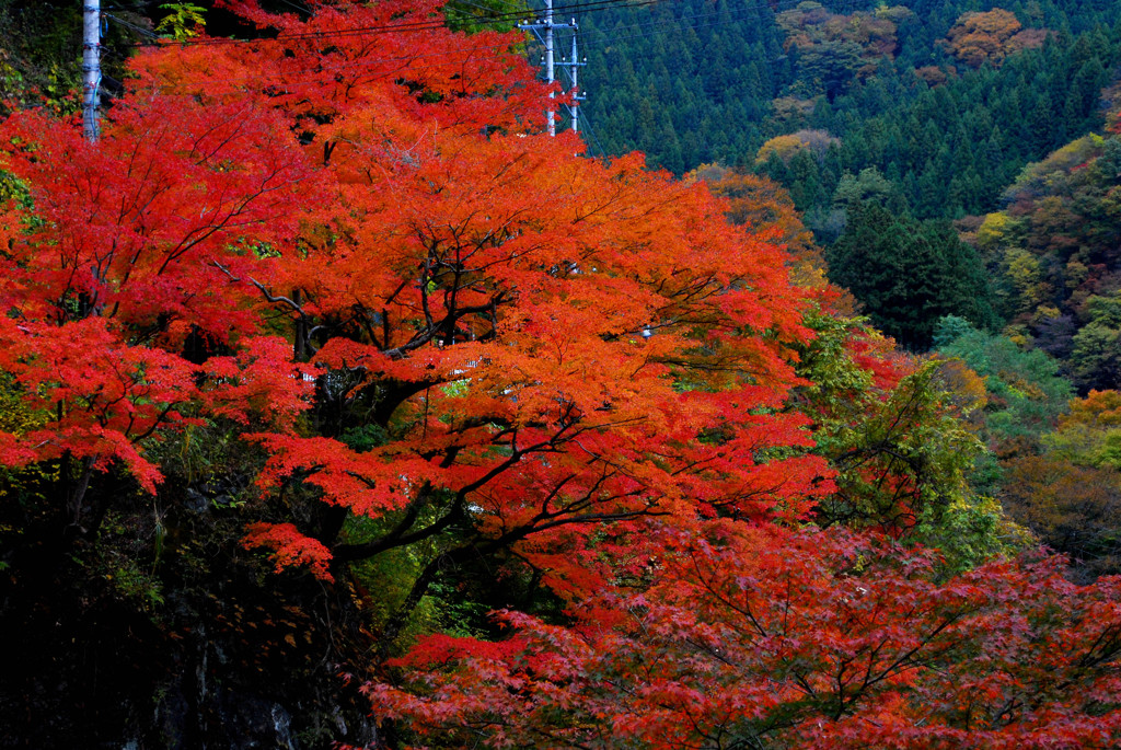 赤く朱く、より紅く…