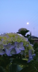 月と紫陽花