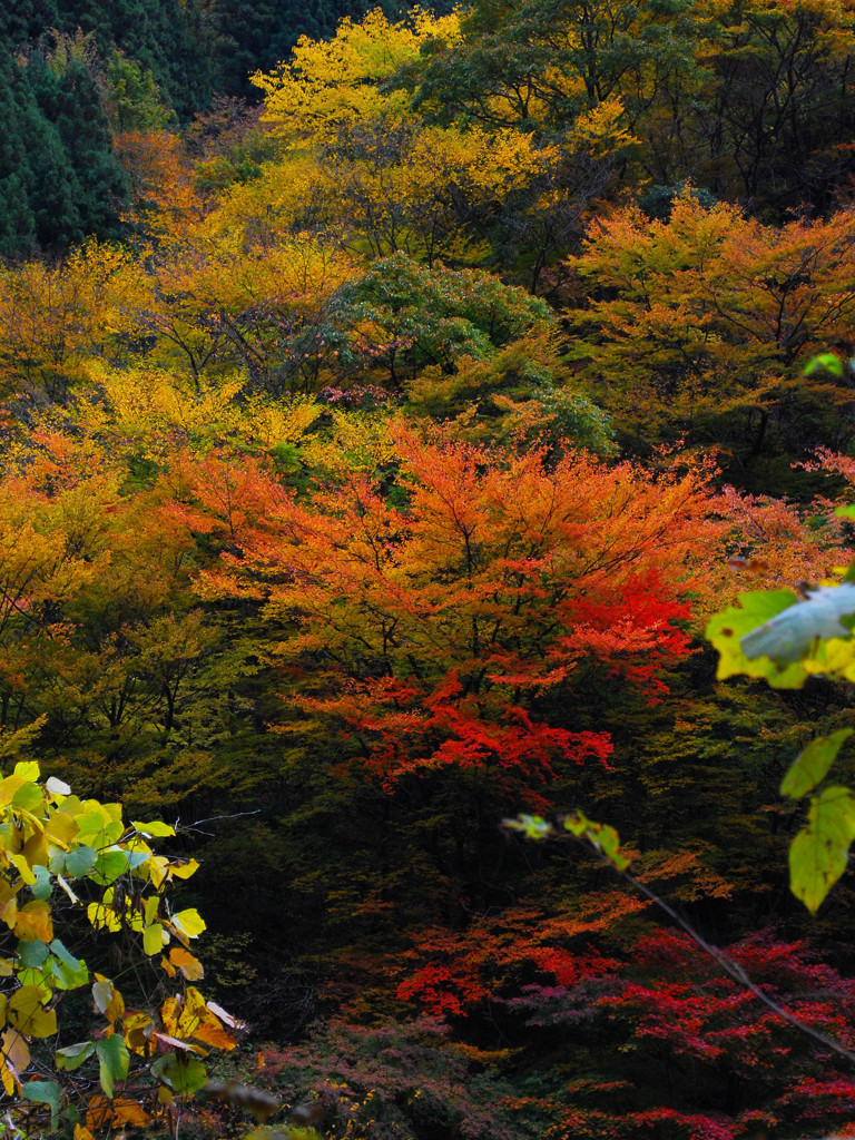 山は燃えんと欲す