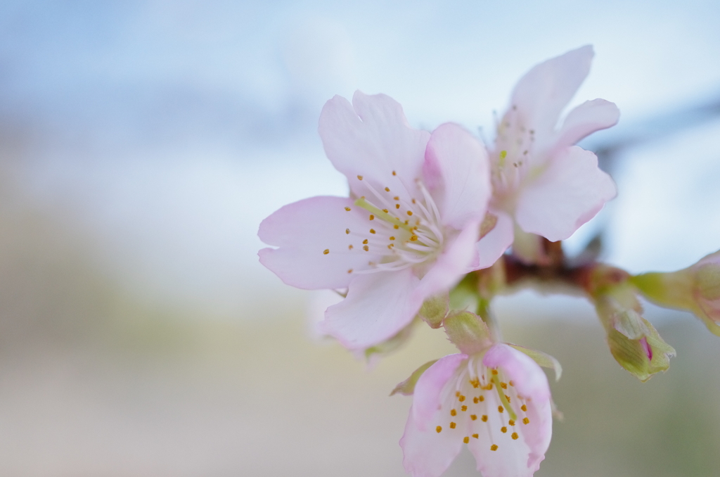 もうすぐ桜の季節ですね。